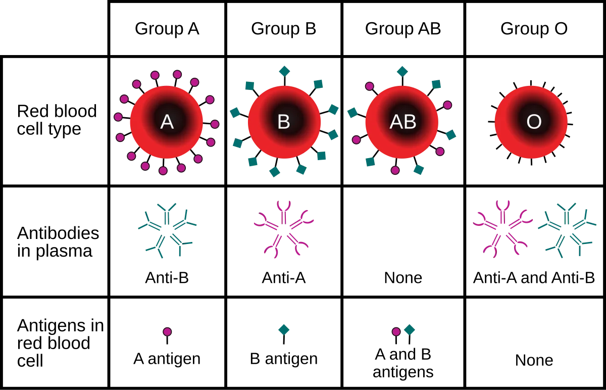 ABO blood type system showing the relationship between genotypes, antigens on red blood cells, and antibodies in plasma for blood types A, B, AB, and O