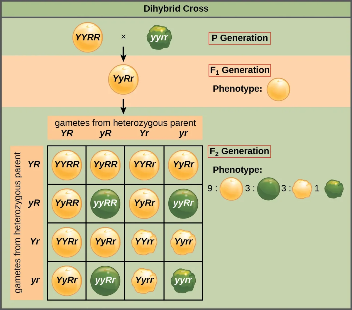 Dihybrid Punnett square showing a cross between two heterozygous pea plants tracking seed color and seed shape, producing a 9:3:3:1 phenotypic ratio