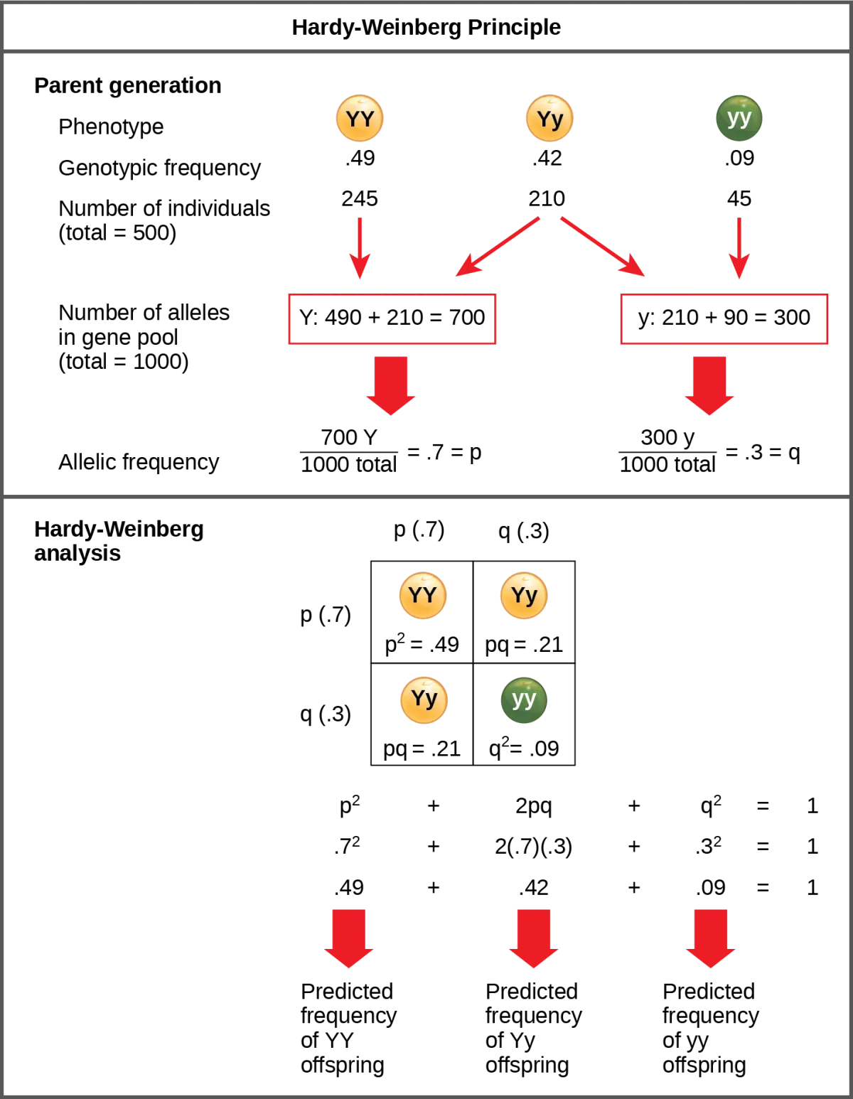 Diagram illustrating Hardy-Weinberg equilibrium showing how allele frequencies remain constant across generations when all five conditions are met
