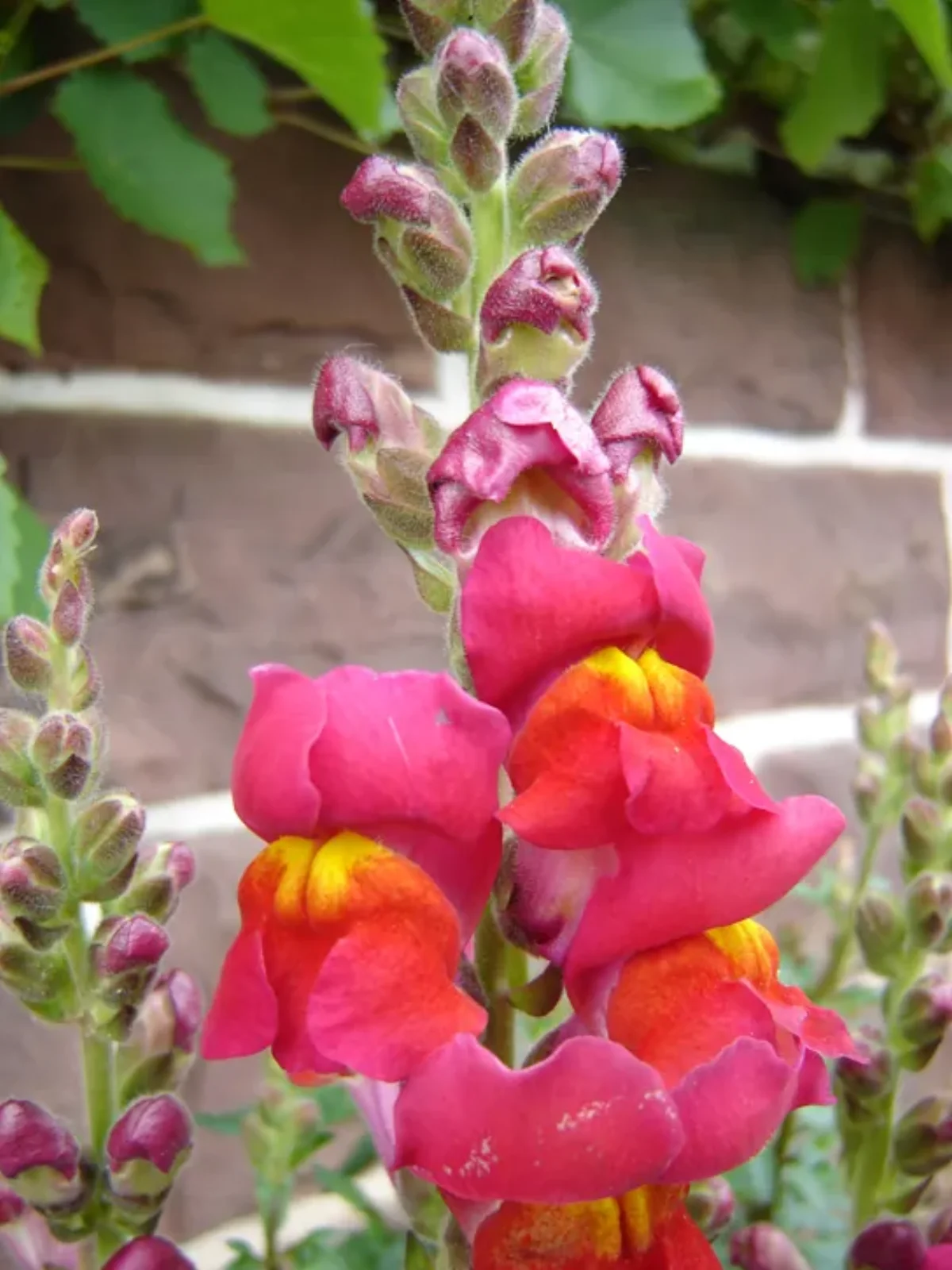 Incomplete dominance in snapdragons showing red (RR), pink (Rr), and white (rr) flowers with a 1:2:1 phenotypic ratio in the F2 generation