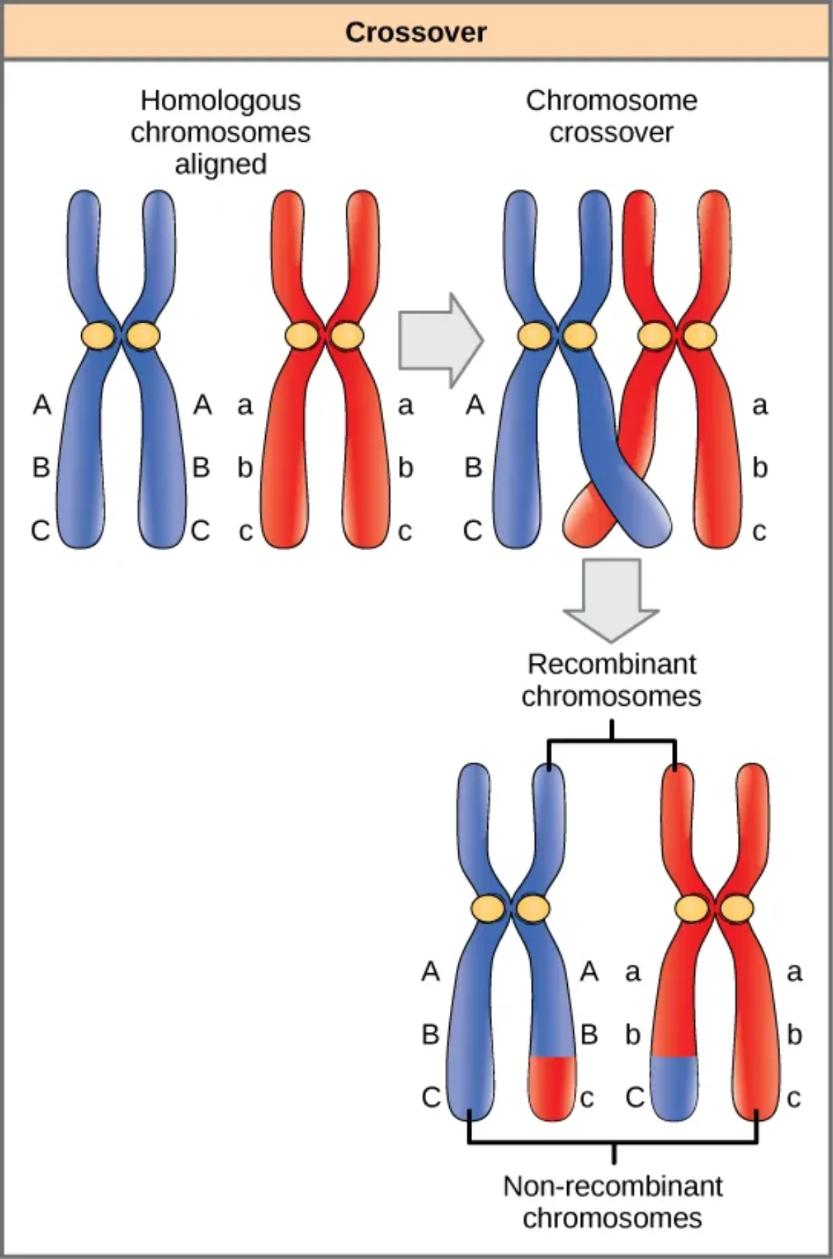 Diagram showing crossing over between homologous chromosomes during meiosis, producing recombinant and parental-type gametes