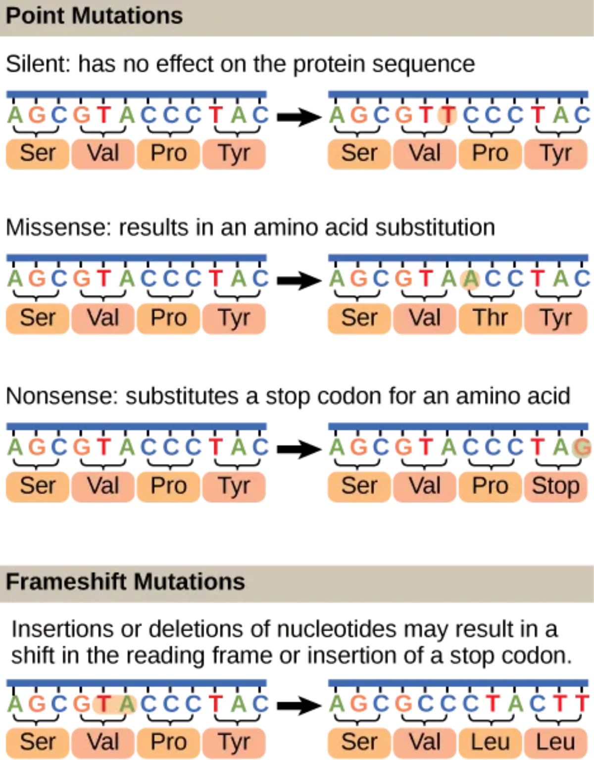 Diagram comparing normal DNA sequence with silent, missense, nonsense, and frameshift mutations showing their effects on the amino acid sequence
