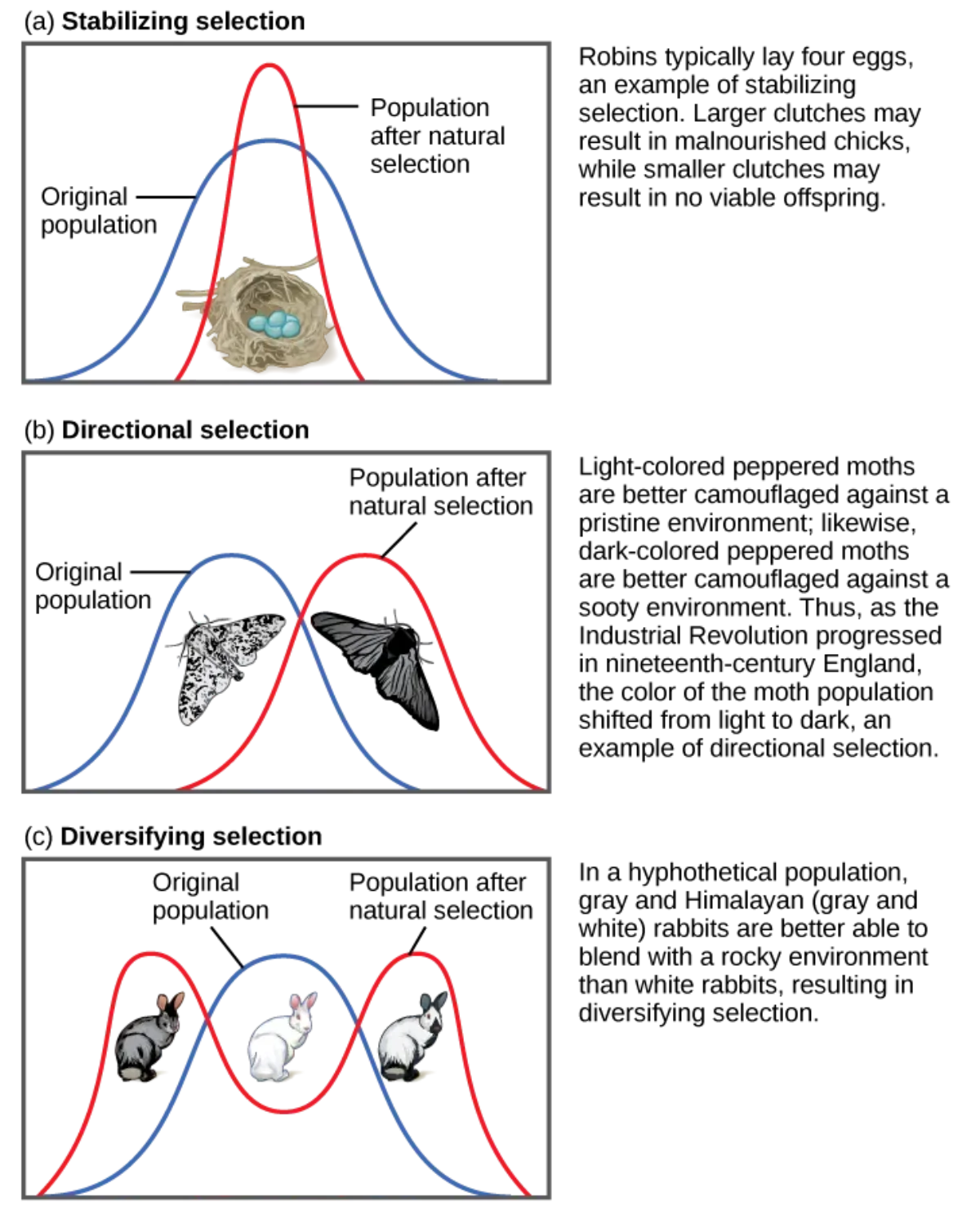 Three graphs showing stabilizing selection (narrowing the bell curve), directional selection (shifting the curve), and disruptive selection (splitting the curve into two peaks)