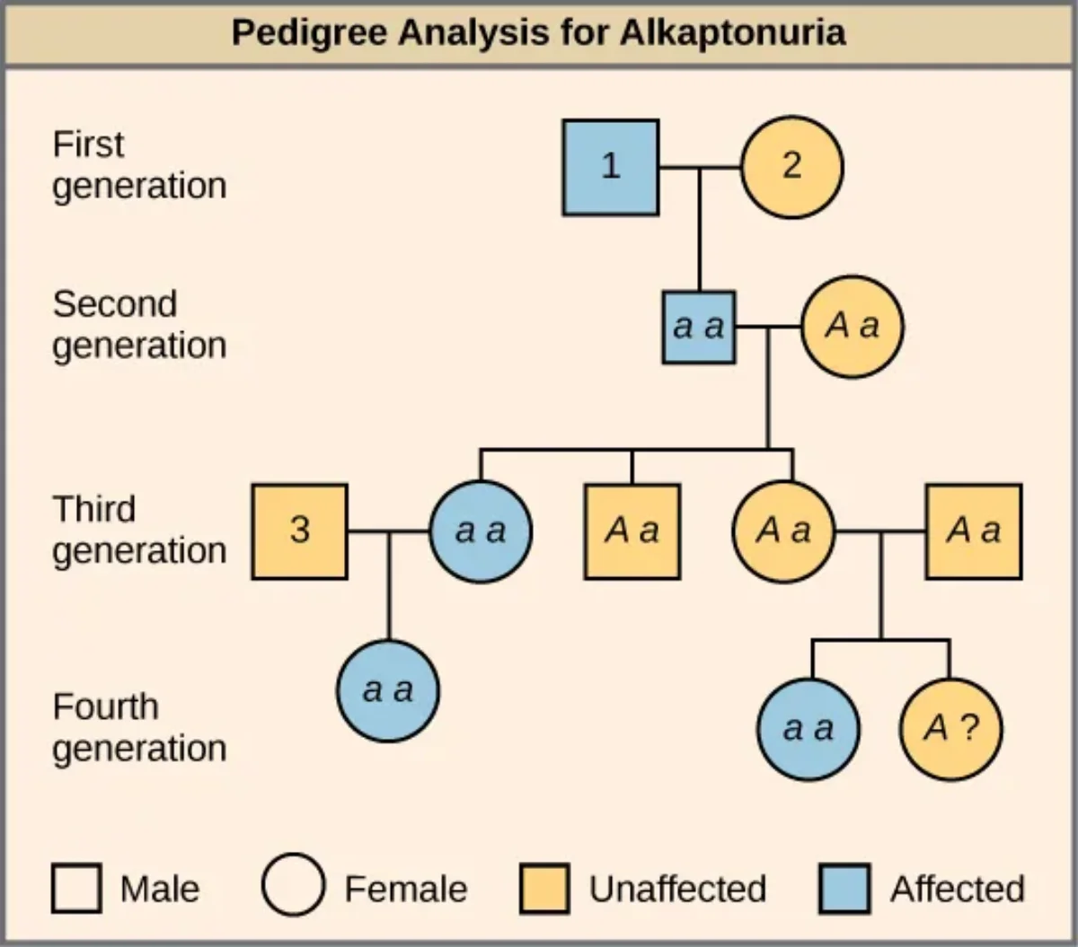 Pedigree chart showing autosomal recessive inheritance pattern with carrier parents and affected offspring across multiple generations