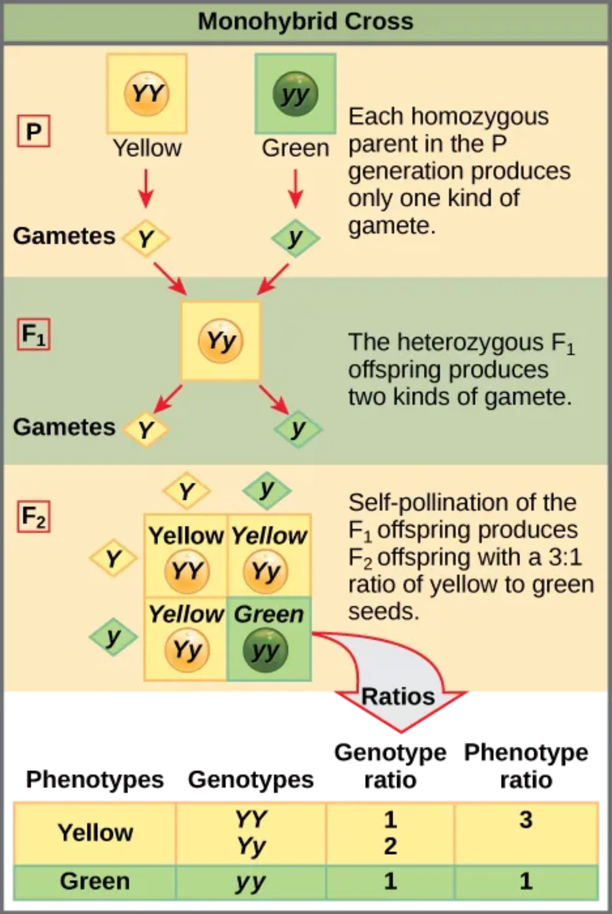 Monohybrid Punnett square showing a cross between two heterozygous pea plants (Pp x Pp) with 3:1 phenotypic ratio of purple to white flowers
