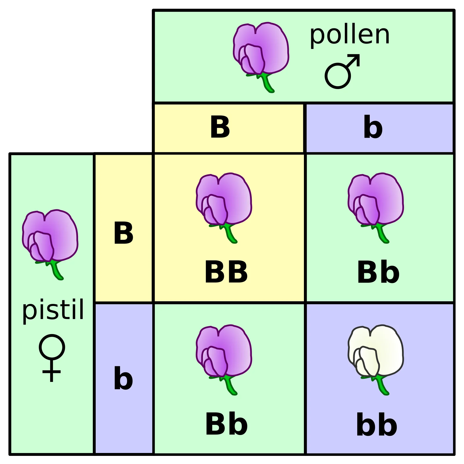Punnett square showing Mendel's cross between heterozygous parents (Bb x Bb) demonstrating the law of segregation with 3:1 phenotypic ratio