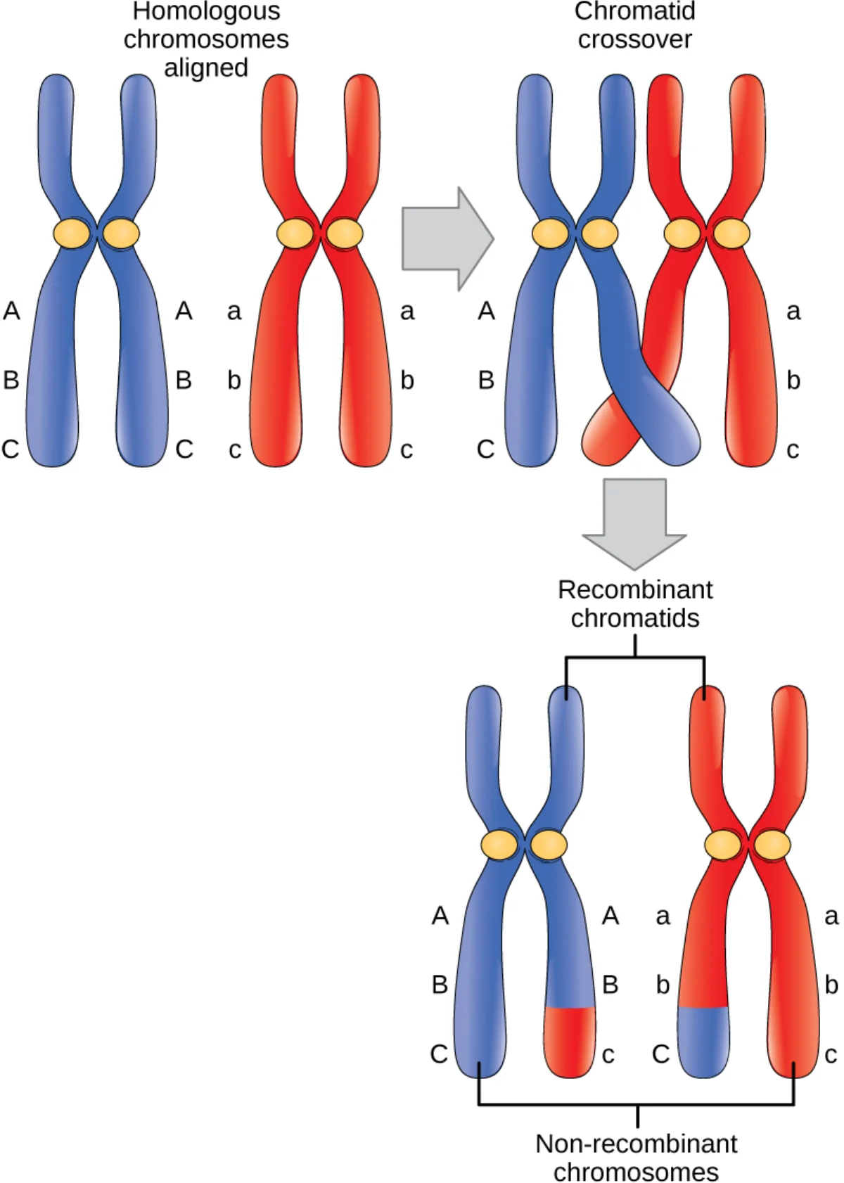 Color diagram showing chromosomal crossover during meiosis with homologous chromosomes in blue and red, the chiasma where non-sister chromatids exchange segments, and the resulting recombinant and non-recombinant chromatids with alleles labeled
