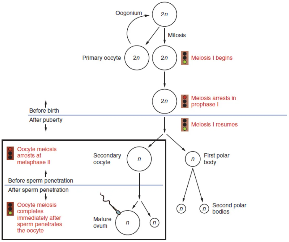 Detailed flowchart of oogenesis showing progression from oogonium through primary oocyte arrested at prophase I, secondary oocyte arrested at metaphase II, to mature ovum, with polar body production and timeline markers for before birth, after puberty, and after fertilization