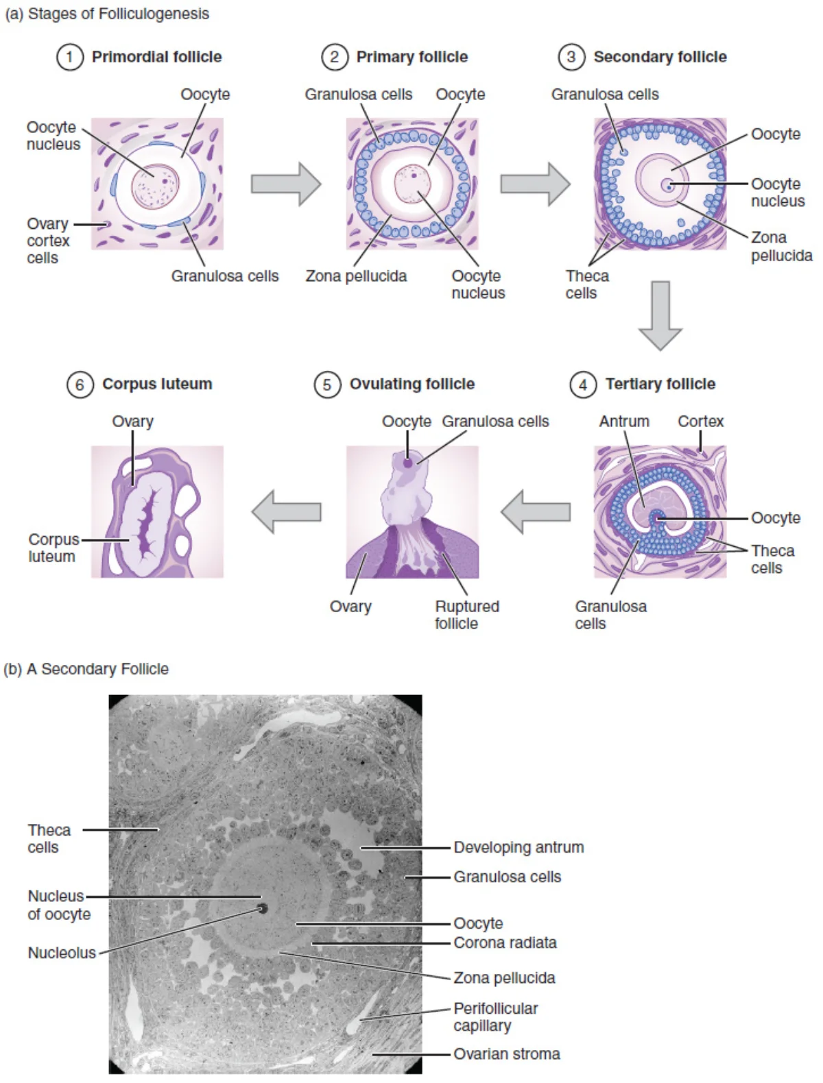 Stages of folliculogenesis showing six labeled stages: primordial follicle with oocyte and granulosa cells, primary follicle with zona pellucida, secondary follicle with theca cells, tertiary (Graafian) follicle with antrum, ovulating follicle with ruptured surface, and corpus luteum, plus an electron micrograph of a secondary follicle