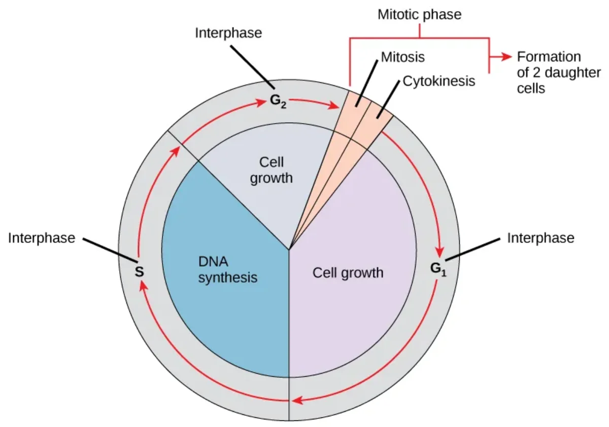Circular diagram of the cell cycle showing G1, S, G2 phases of interphase and the M phase with mitosis and cytokinesis