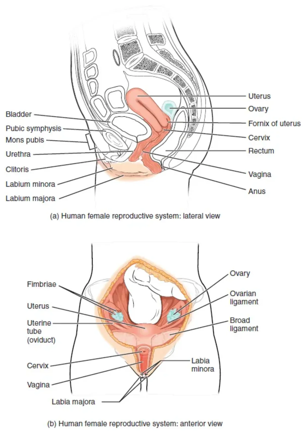 Lateral and anterior views of the female reproductive system showing the ovaries, fallopian tubes, uterus, cervix, and vagina with labeled structures