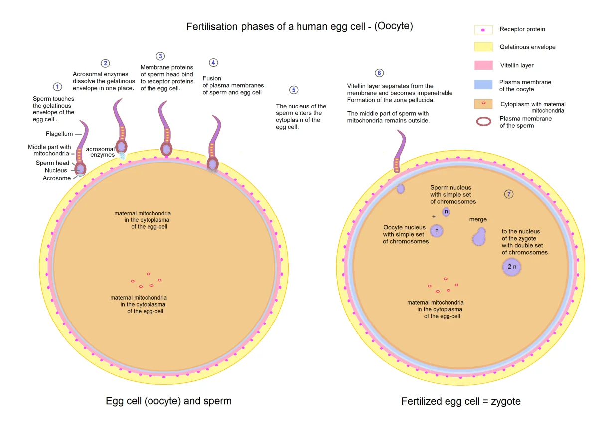 Diagram showing the stages of fertilization including sperm approaching the corona radiata, acrosome reaction through the zona pellucida, membrane fusion, and cortical reaction
