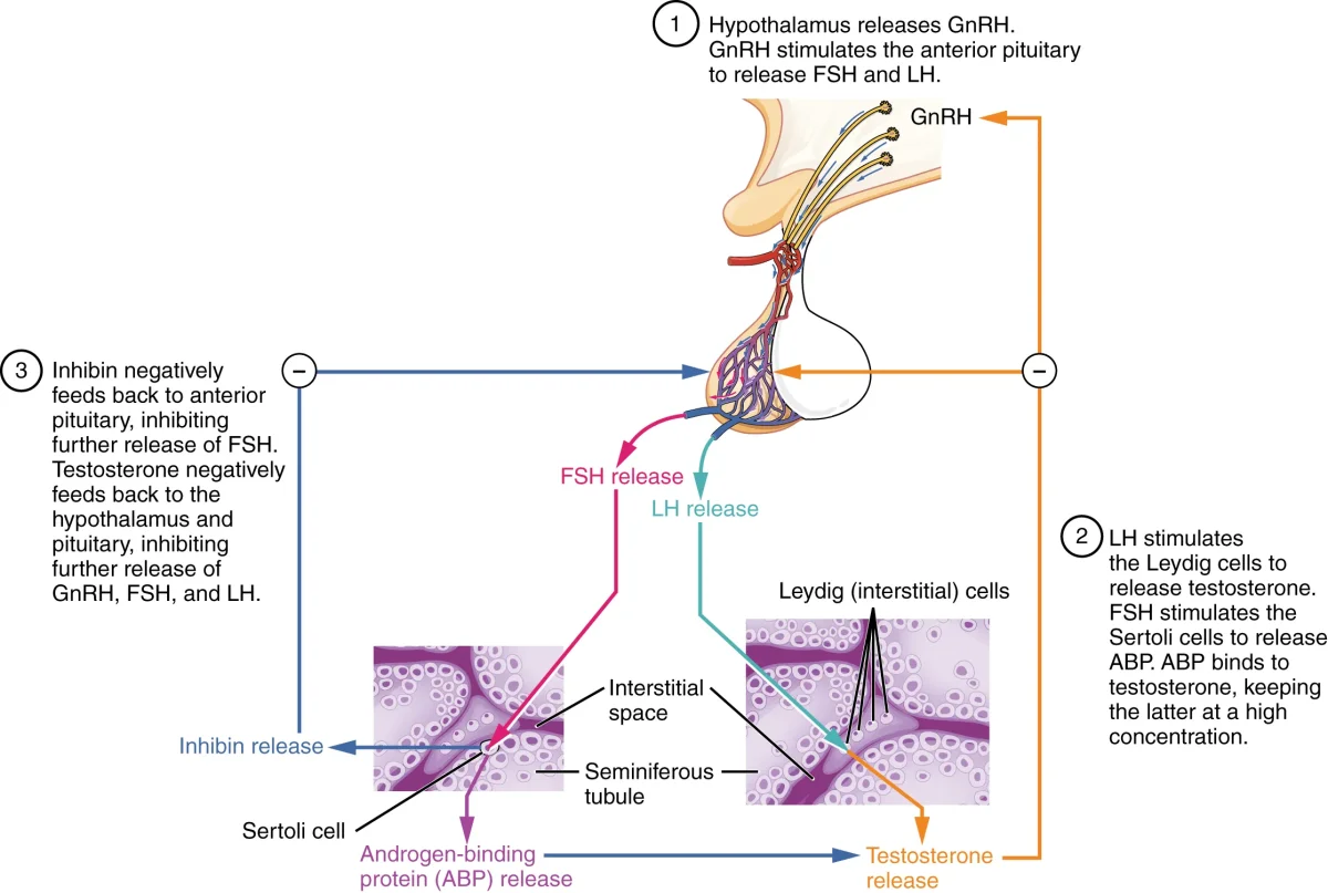 Diagram of the HPG axis showing the hypothalamus releasing GnRH to the anterior pituitary, which releases FSH and LH to the testes, with negative feedback from testosterone and inhibin