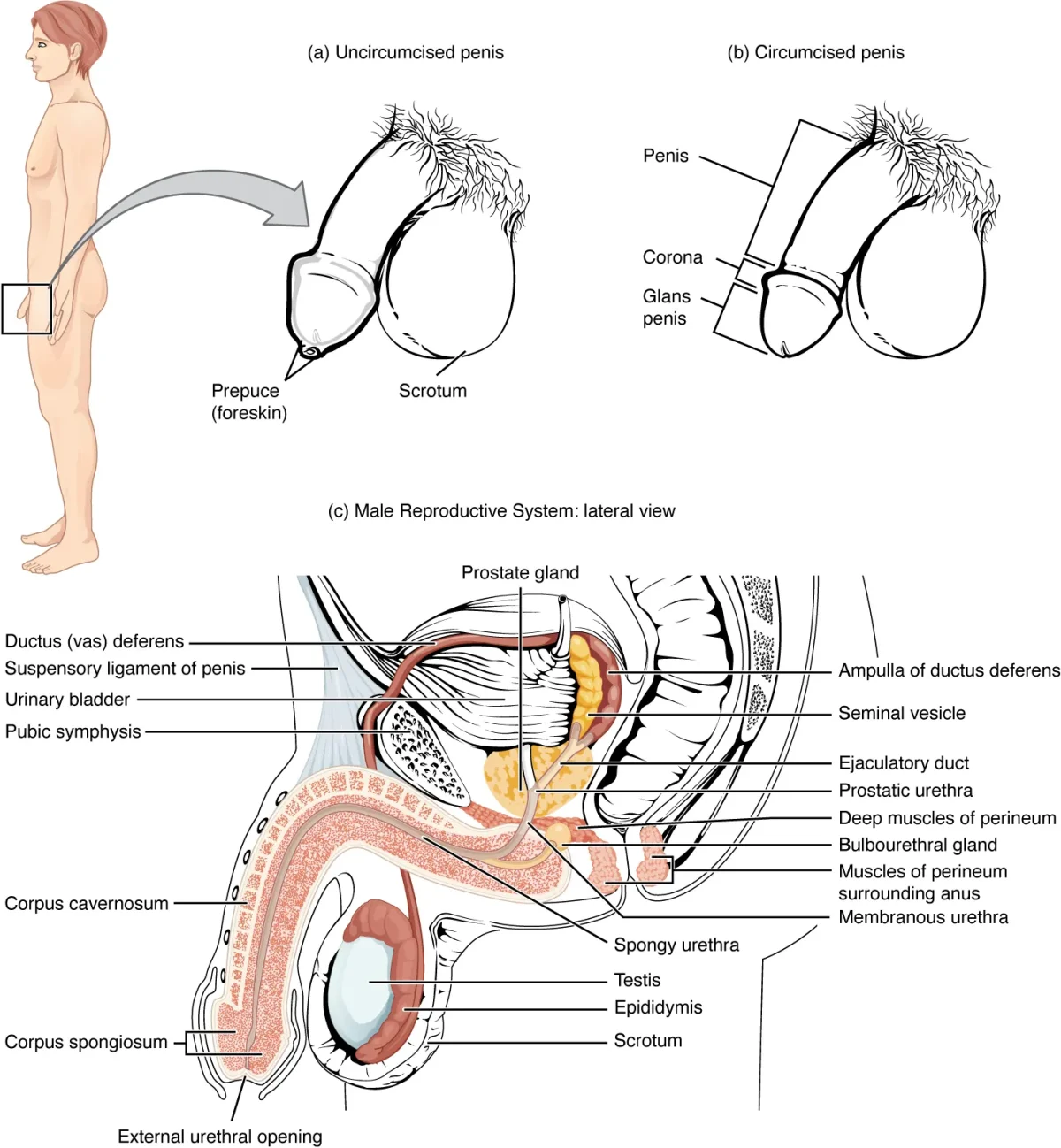 Lateral cross-section view of the male reproductive system showing the testes, epididymis, vas deferens, seminal vesicles, prostate gland, bulbourethral glands, urethra, and penis