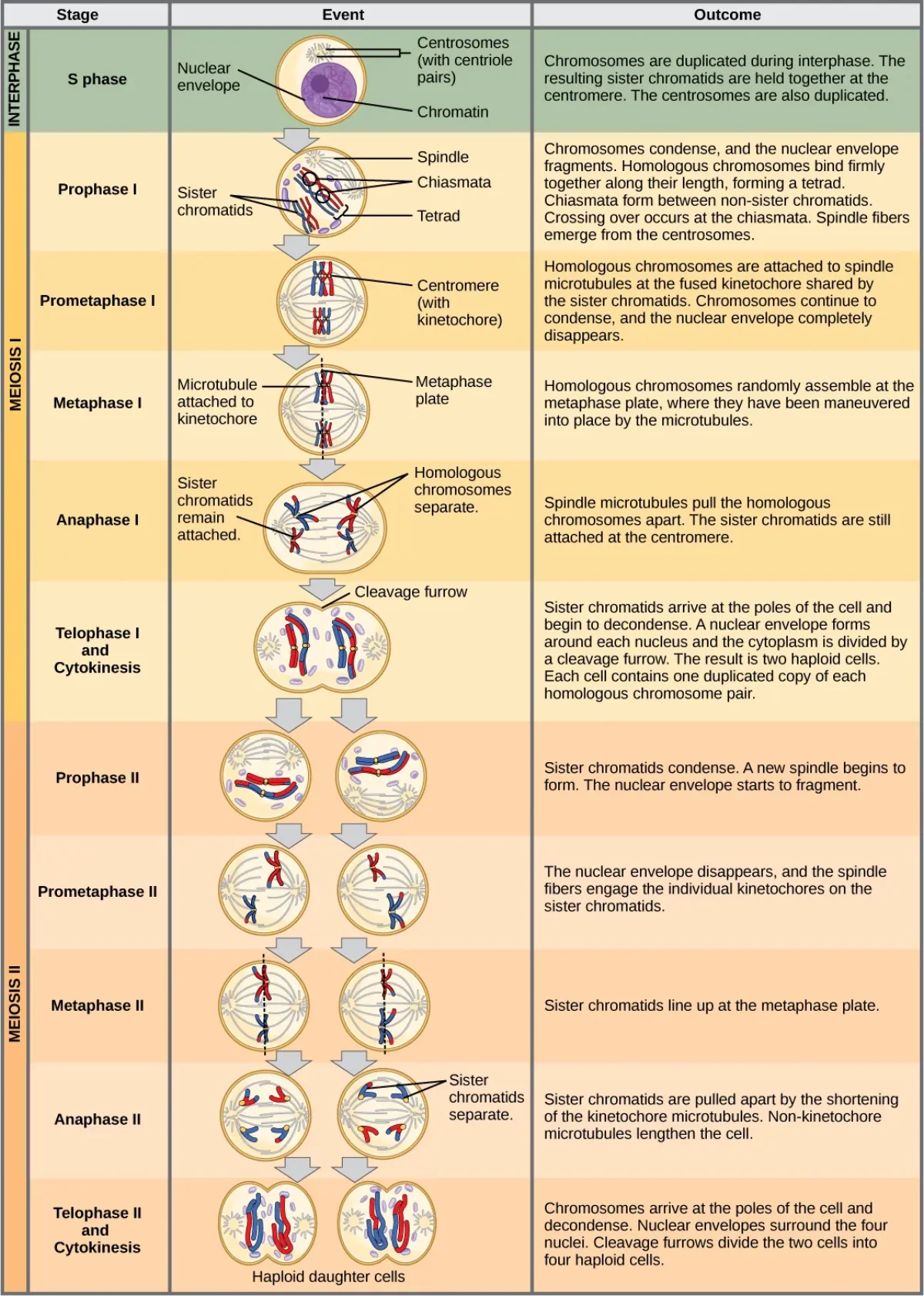 Complete diagram of meiosis I and meiosis II showing all stages from prophase I through telophase II, with chromosome behavior at each step