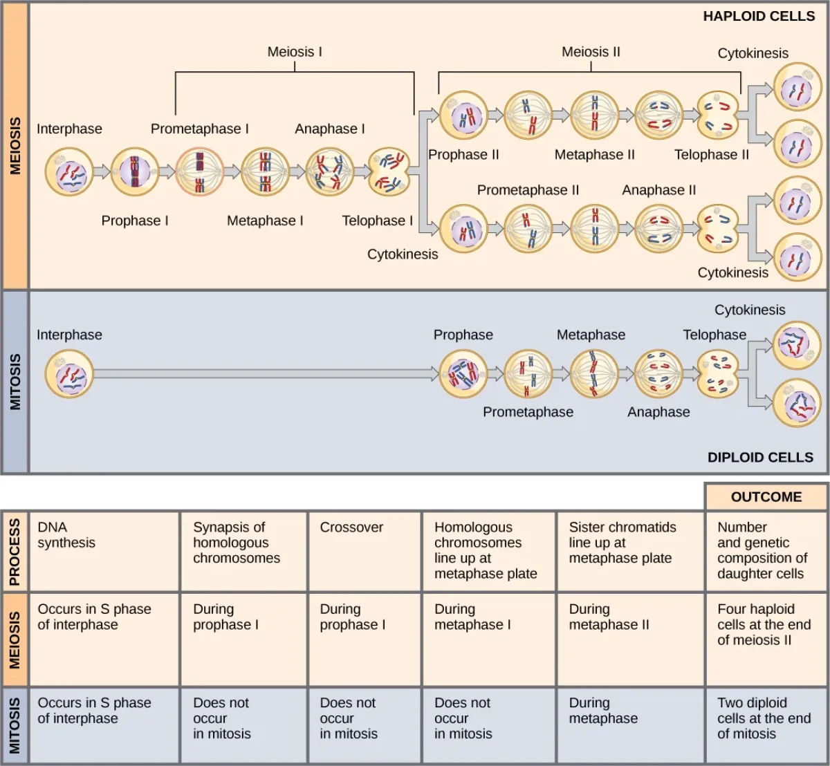 Side-by-side comparison diagram of mitosis and meiosis showing the key differences in chromosome behavior and outcomes