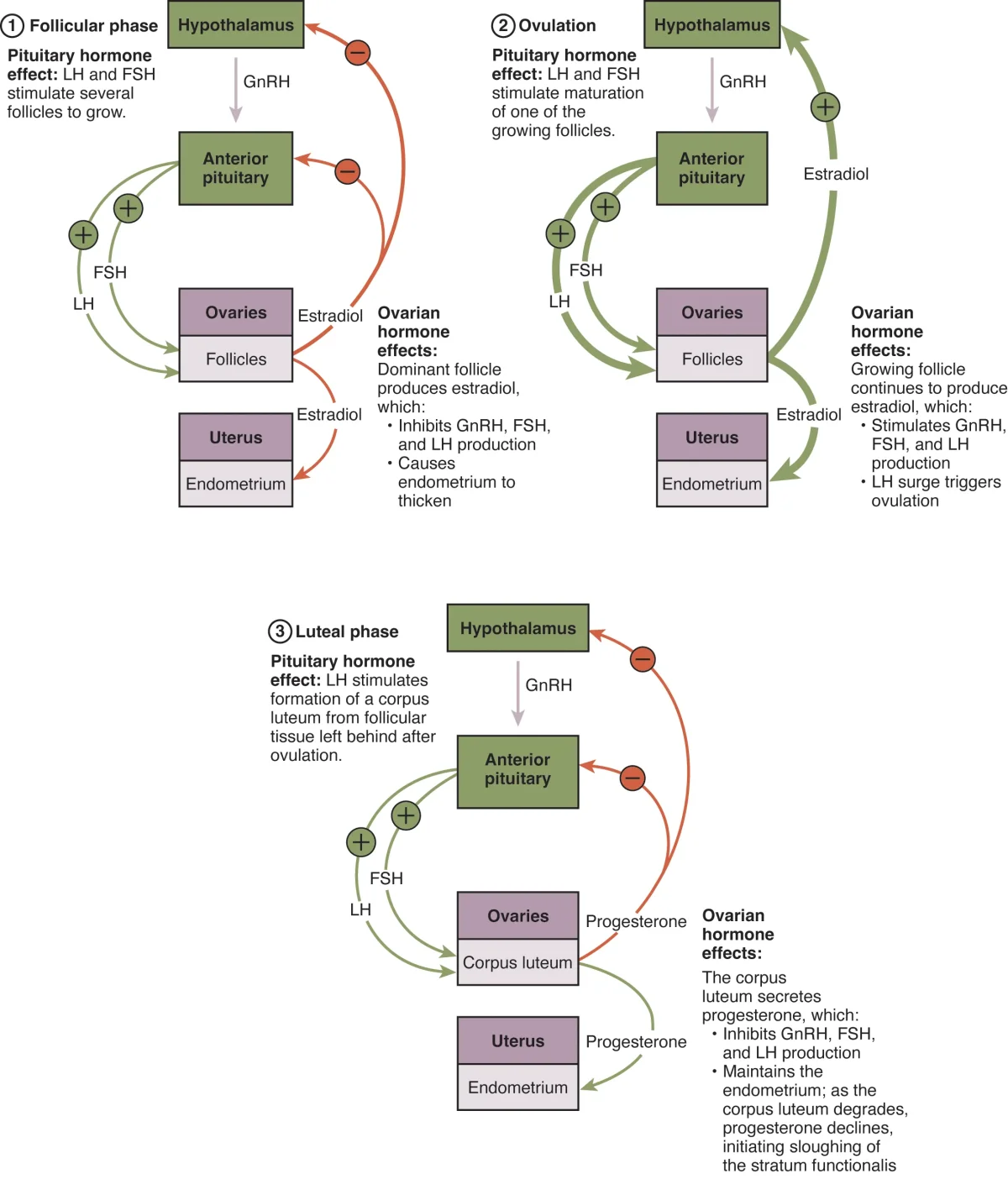 Flowchart showing the hormonal feedback pathways in the female reproductive system including hypothalamus, anterior pituitary, and ovarian hormones