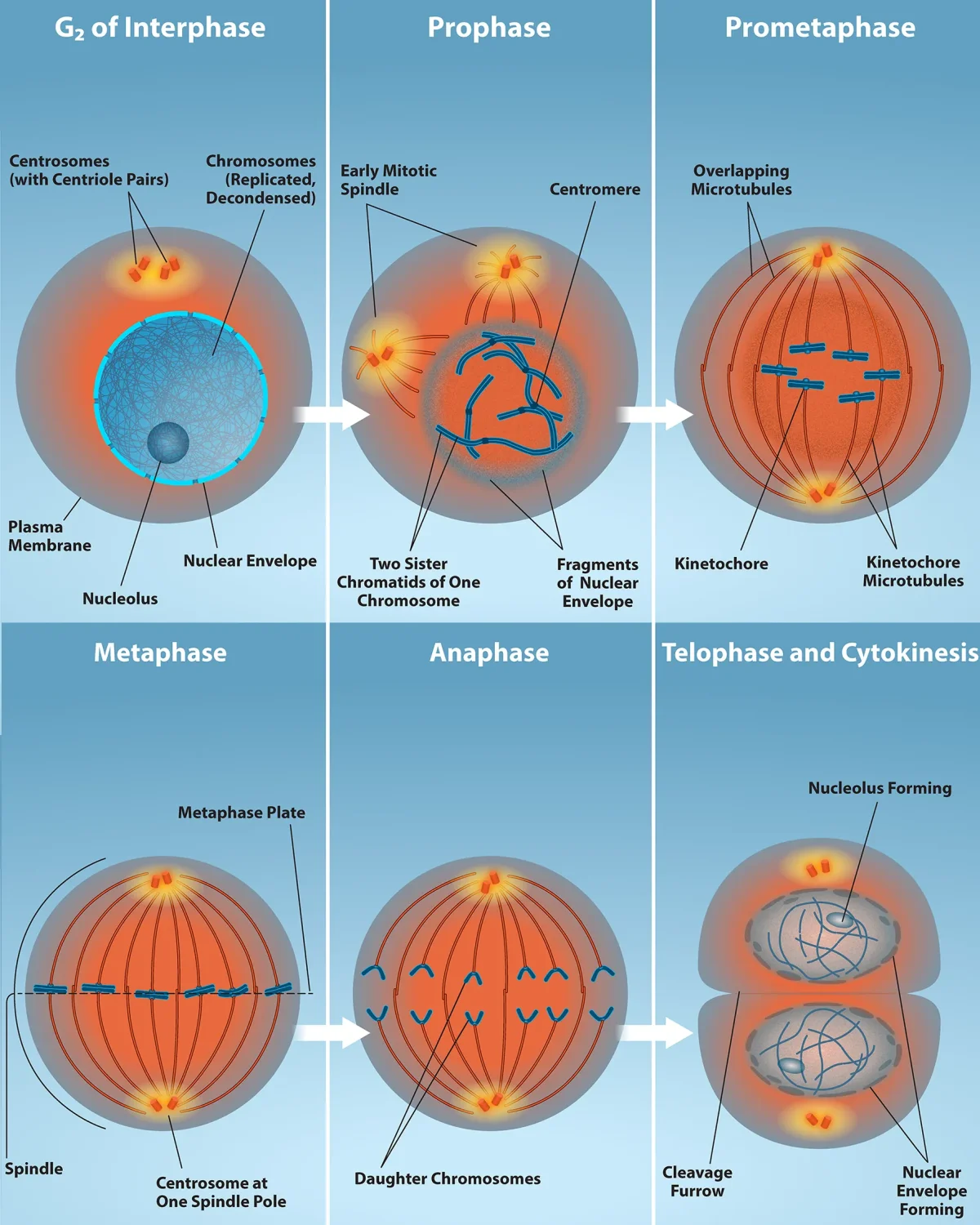 Diagram showing the five stages of mitosis: prophase with condensing chromosomes, prometaphase with nuclear envelope breakdown, metaphase with chromosomes aligned at the plate, anaphase with separated chromatids, and telophase with nuclear reformation and cytokinesis