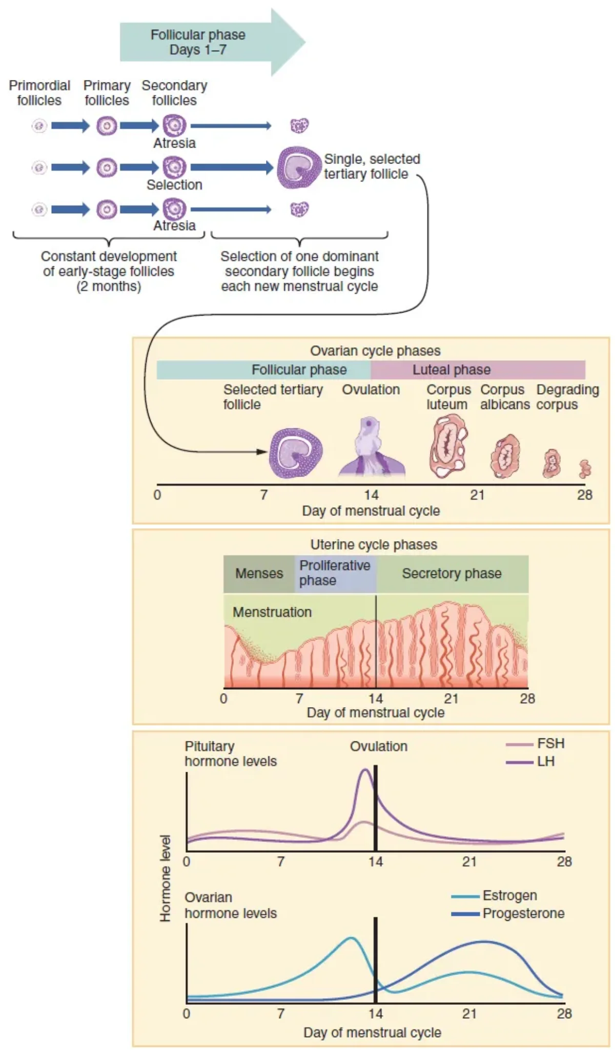 Correlated diagram showing hormone levels (FSH, LH, estrogen, progesterone), ovarian follicle stages, and endometrial changes across a 28-day menstrual cycle