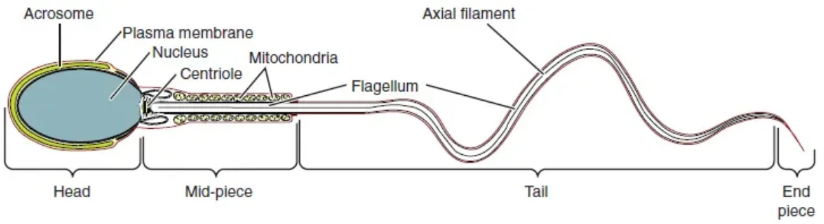 Labeled diagram of a mature sperm cell showing the head with acrosome and nucleus, the midpiece with mitochondria, and the tail flagellum