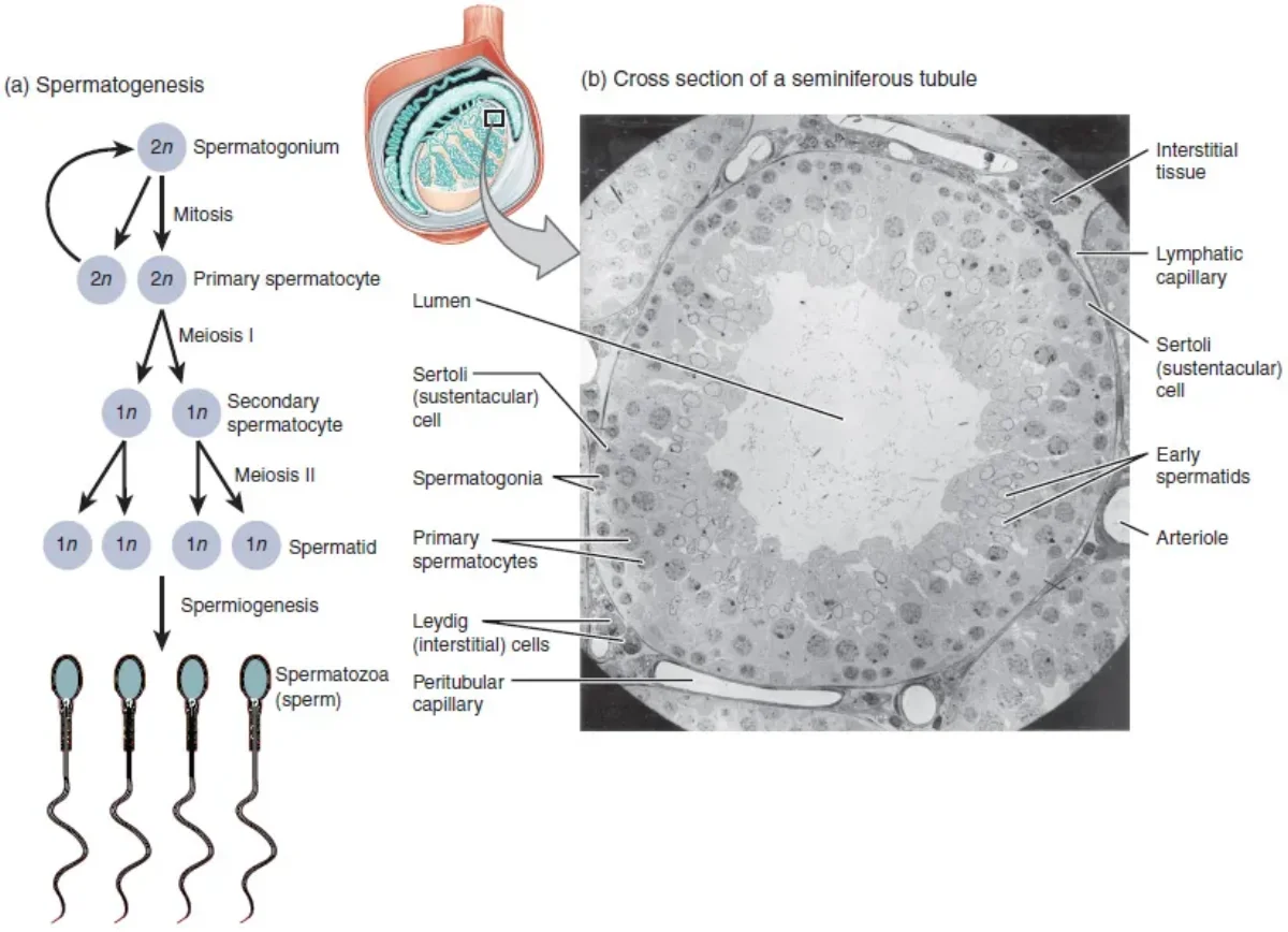Cross-section of a seminiferous tubule showing the progression from spermatogonia at the outer wall through primary and secondary spermatocytes to spermatids and mature sperm in the lumen
