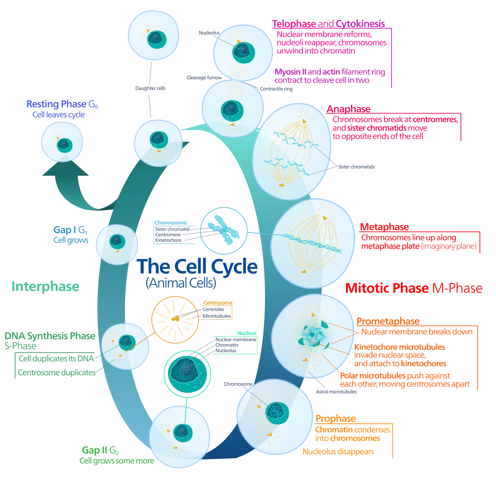 Circular diagram of the animal cell cycle. Interphase covers Gap 1 (cell grows), S phase (cell duplicates its DNA and its centrosome), and Gap 2 (cell grows further). The mitotic phase runs from prophase and prometaphase through metaphase, anaphase, and telophase with cytokinesis, ending in two daughter cells, and an arrow branches off to the resting phase G0. Inset panels label the chromosome with its sister chromatids, centromere and kinetochore, the centrosome with its centrioles, and the nucleus with its membrane, chromatin and nucleolus