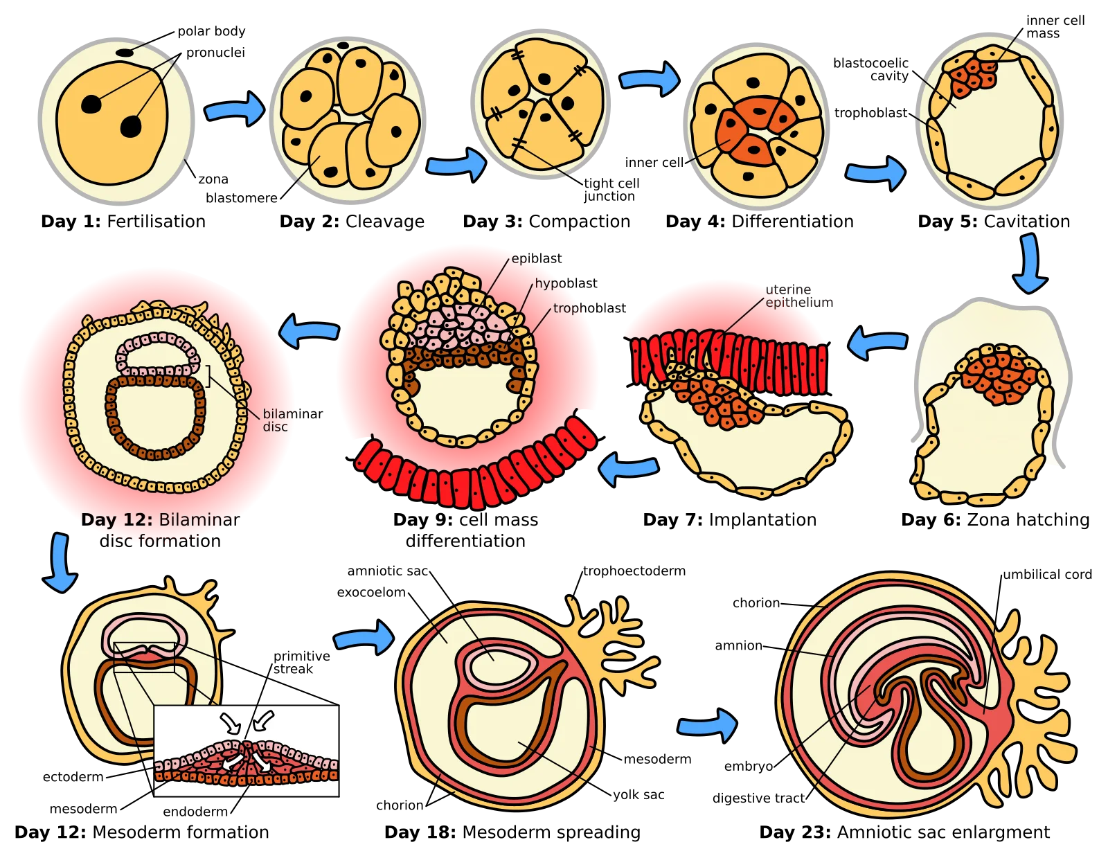 Diagram showing stages of early embryonic development from fertilization through cleavage, morula, and blastocyst