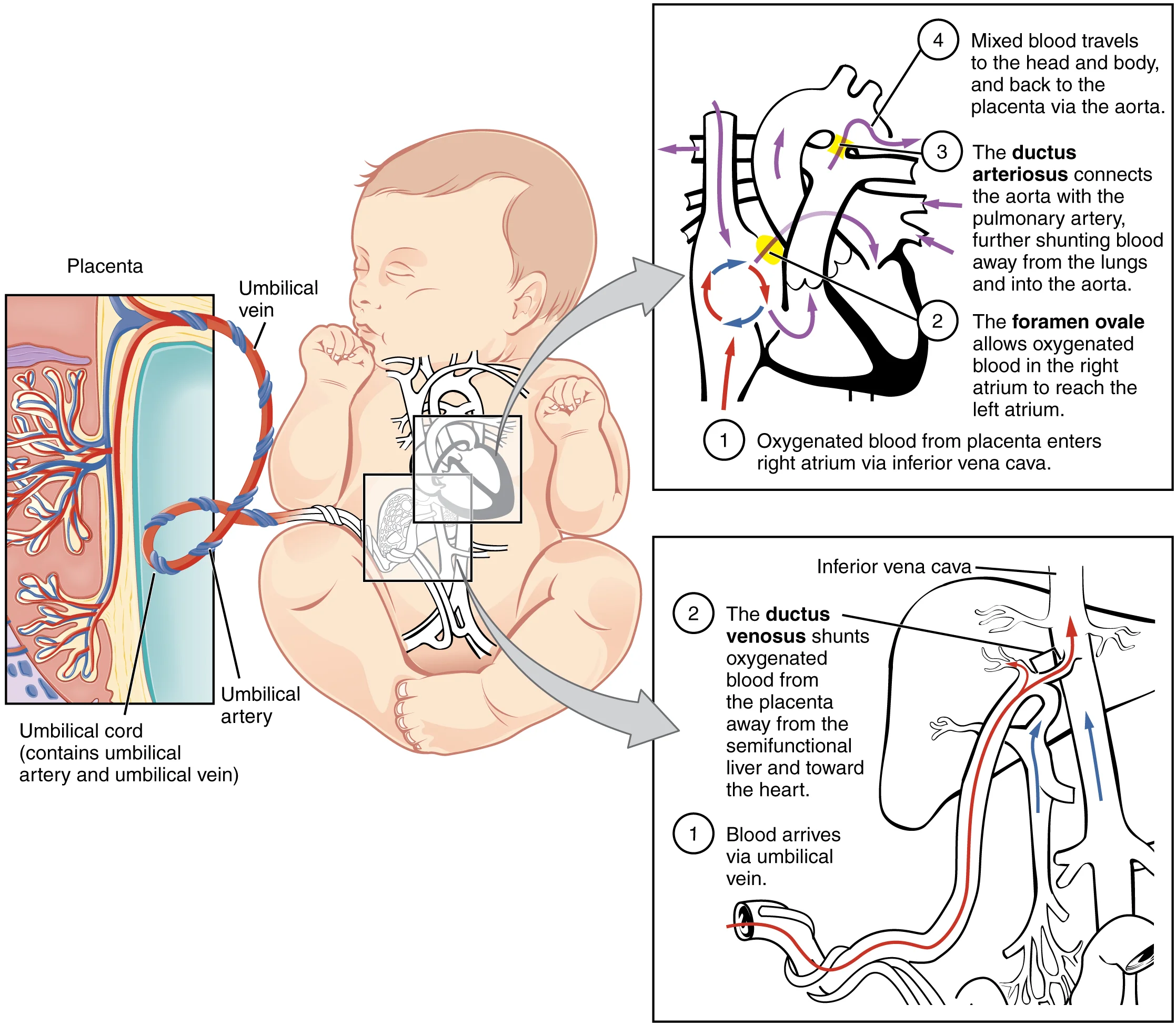 Diagram of fetal circulation showing the three shunts: foramen ovale, ductus arteriosus, and ductus venosus, with placental connection