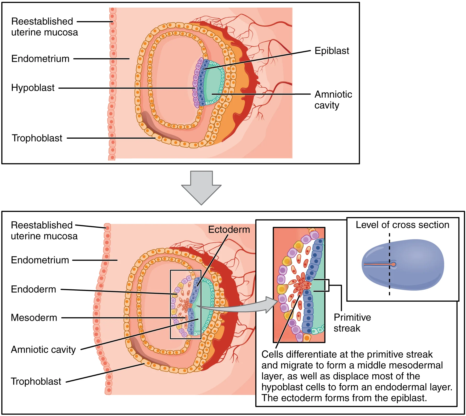 Diagram showing the three germ layers (ectoderm, mesoderm, endoderm) and the primitive streak during gastrulation