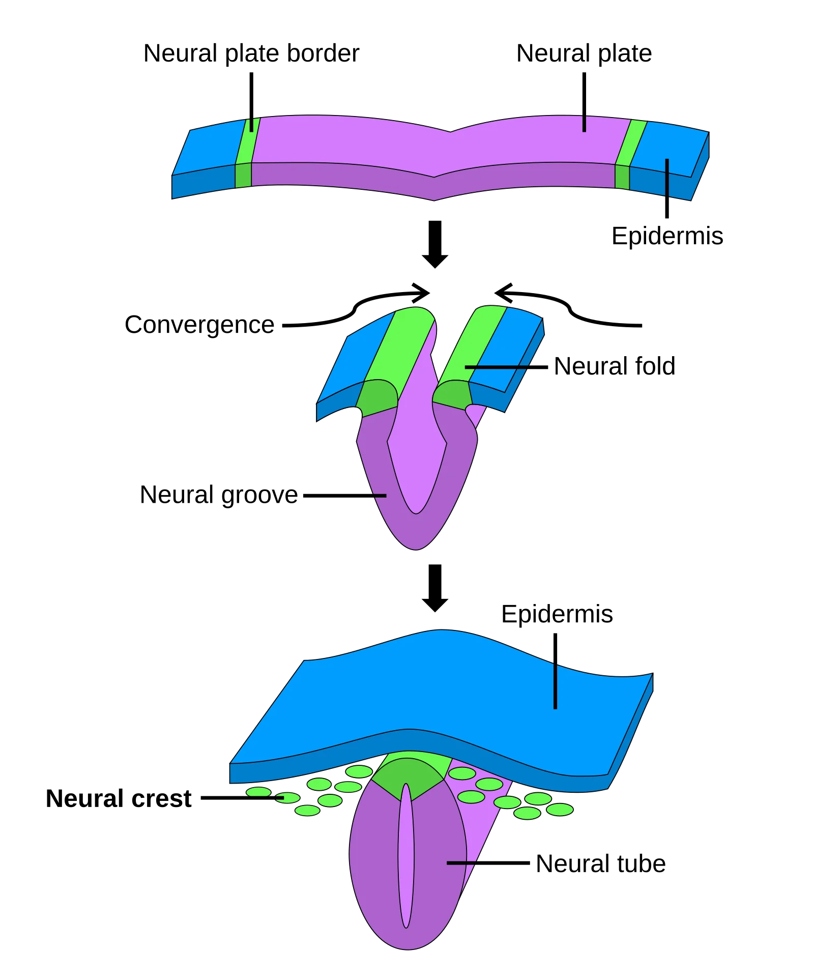 Sequential cross-sections showing neural plate folding into neural groove, then closing to form neural tube, with neural crest cells migrating away