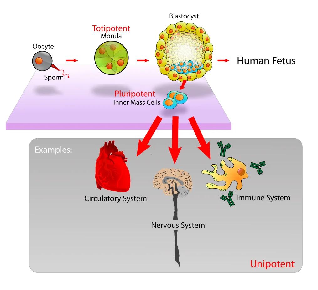 Diagram showing stem cell hierarchy from totipotent to pluripotent to multipotent to specialized cells
