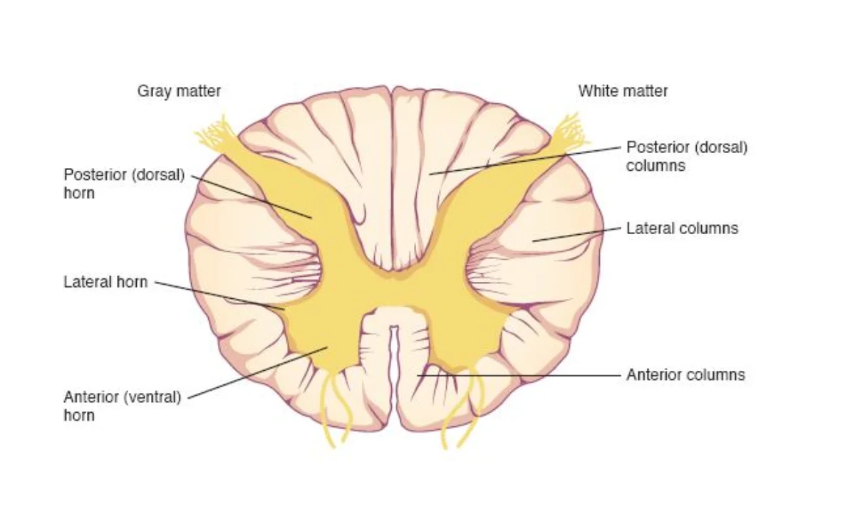 Spinal cord cross-section showing butterfly-shaped grey matter with dorsal, ventral, and lateral horns, surrounded by white matter columns