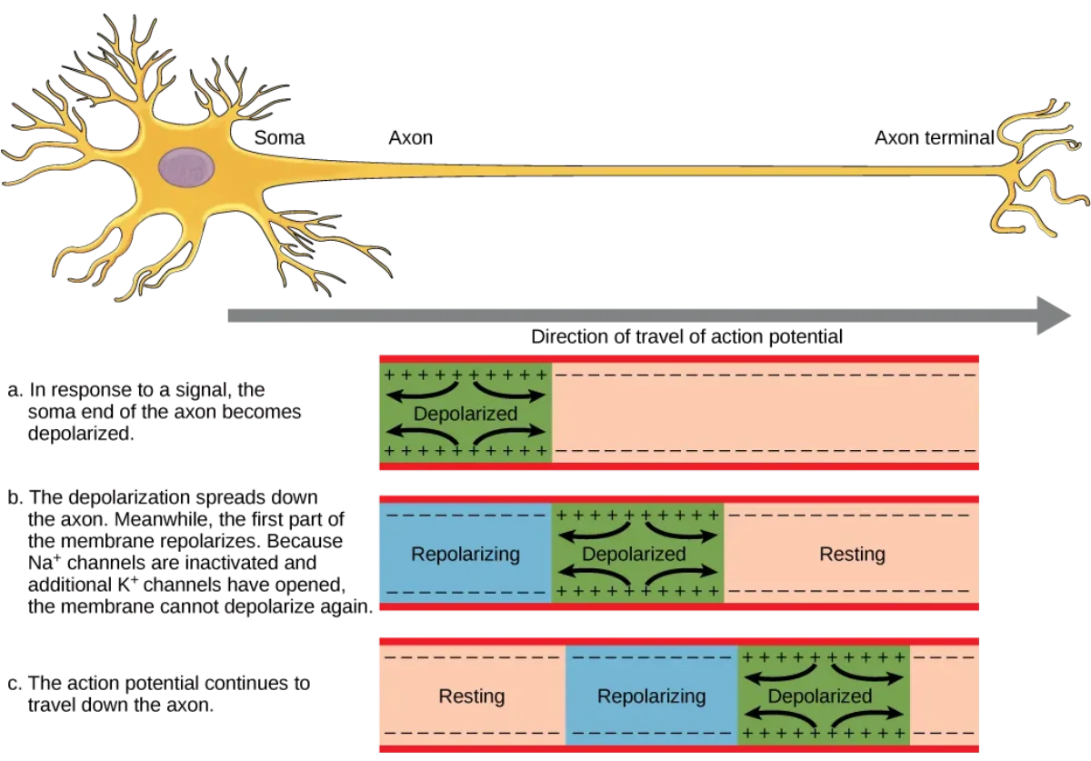Diagram showing how an action potential propagates along an axon, with local currents depolarizing adjacent membrane segments to threshold