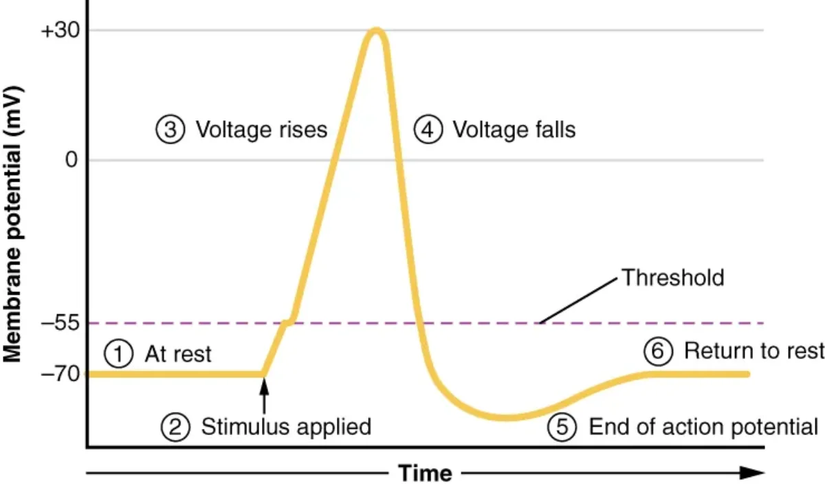 Diagram showing the stages of an action potential including resting state, depolarization with Na+ influx, repolarization with K+ efflux, and hyperpolarization