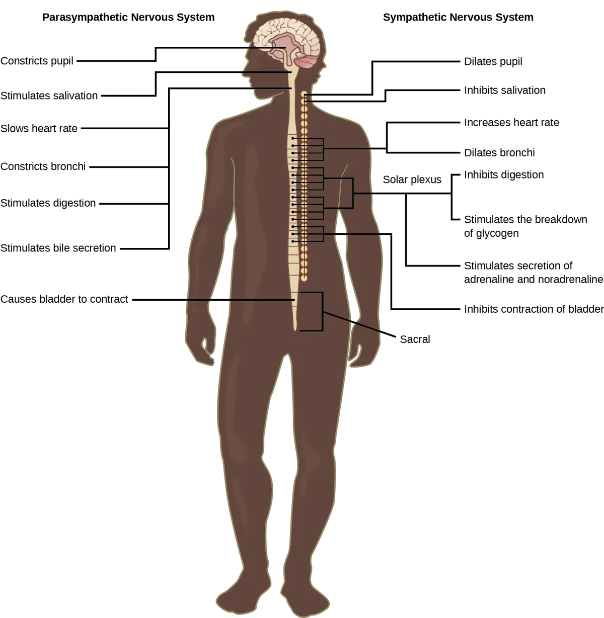 Side-by-side comparison of sympathetic and parasympathetic effects on major organ systems, showing opposing actions on the heart, lungs, GI tract, pupils, and bladder
