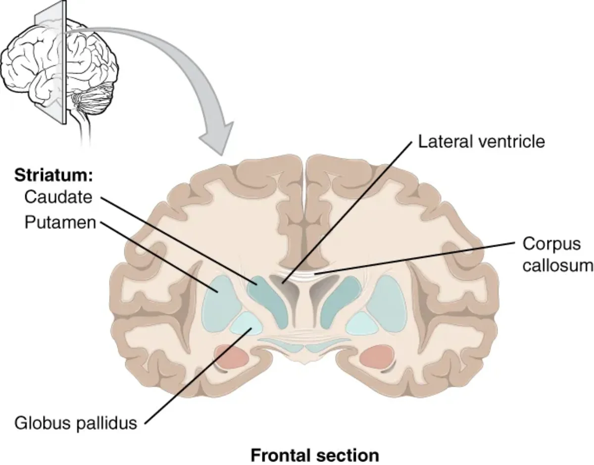 Coronal section of the brain showing the basal nuclei including the caudate nucleus, putamen, and globus pallidus