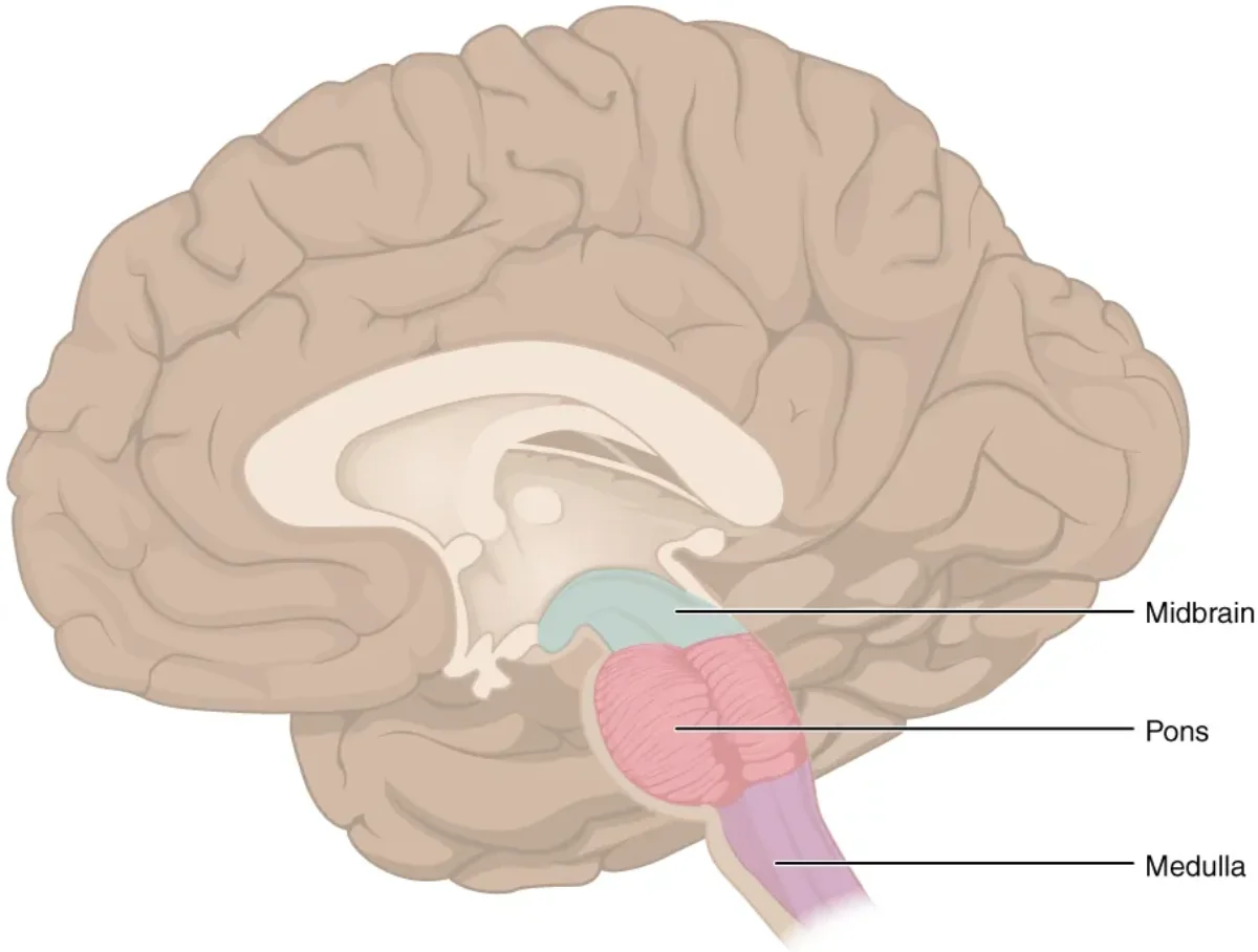 Diagram of the brainstem showing the midbrain, pons, and medulla oblongata with key structures labeled