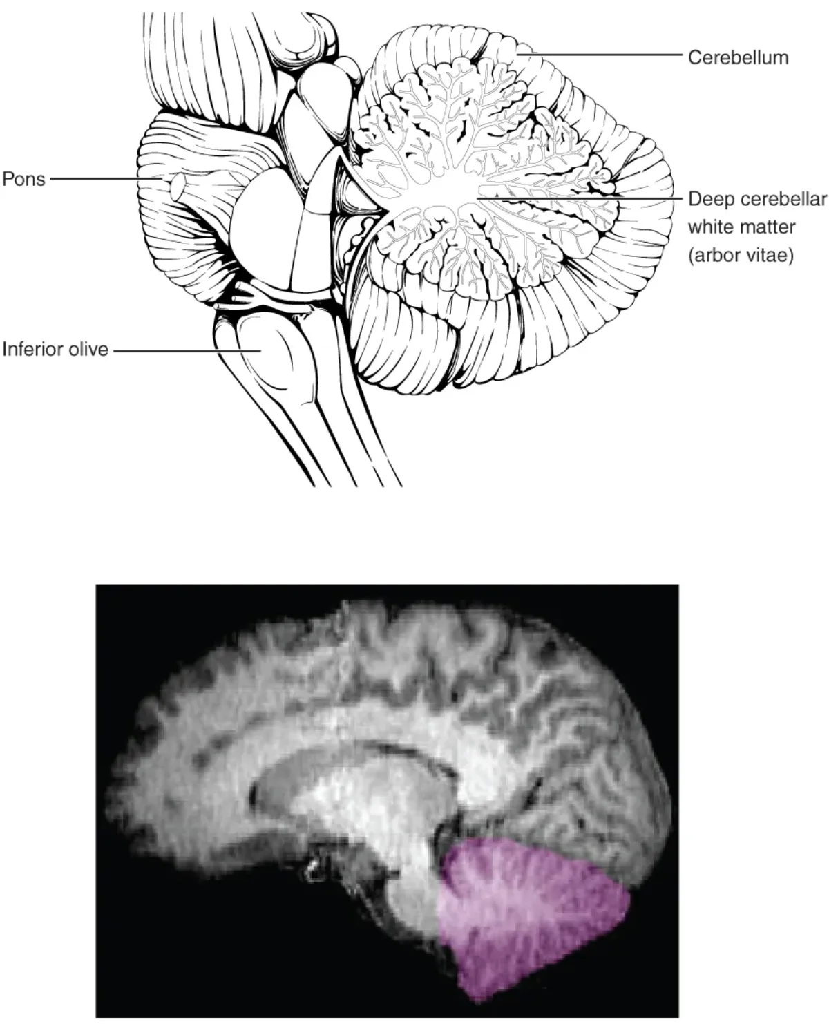 Diagram showing the cerebellum attached to the posterior brainstem, with its folded surface and internal structure