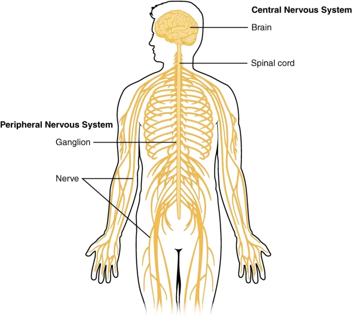 Diagram showing the central nervous system (brain and spinal cord) and peripheral nervous system (cranial and spinal nerves branching throughout the body)