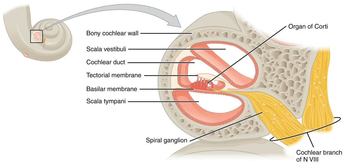 Cross-section of the cochlea showing the three scalae, the basilar membrane, the organ of Corti with hair cells, and the tectorial membrane
