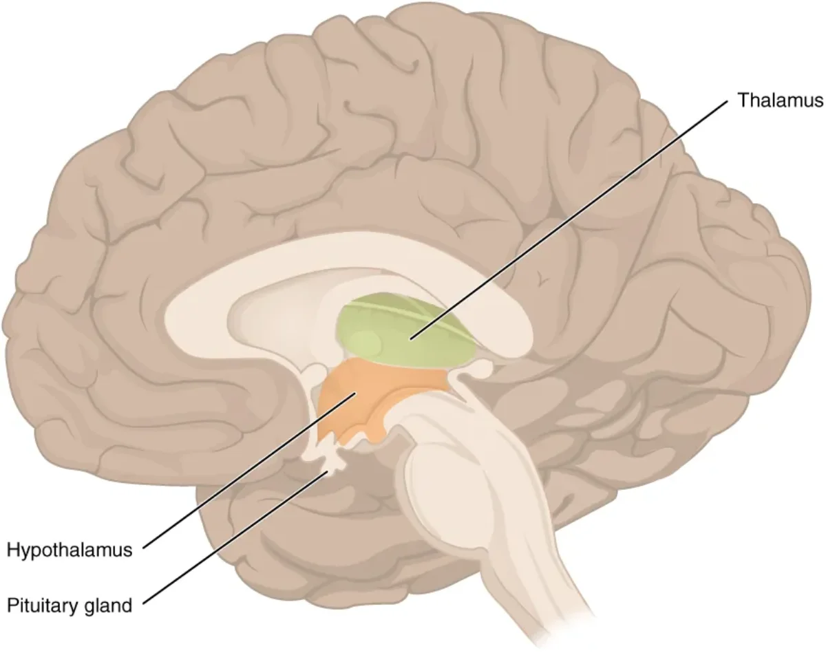 Sagittal section of the brain highlighting the thalamus and hypothalamus within the diencephalon