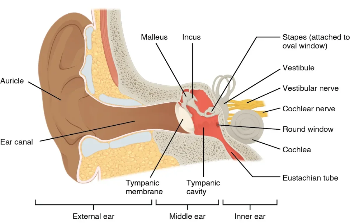 Labeled cross-section of the human ear showing the outer ear (pinna, auditory canal, tympanic membrane), middle ear (malleus, incus, stapes), and inner ear (cochlea, semicircular canals, auditory nerve)