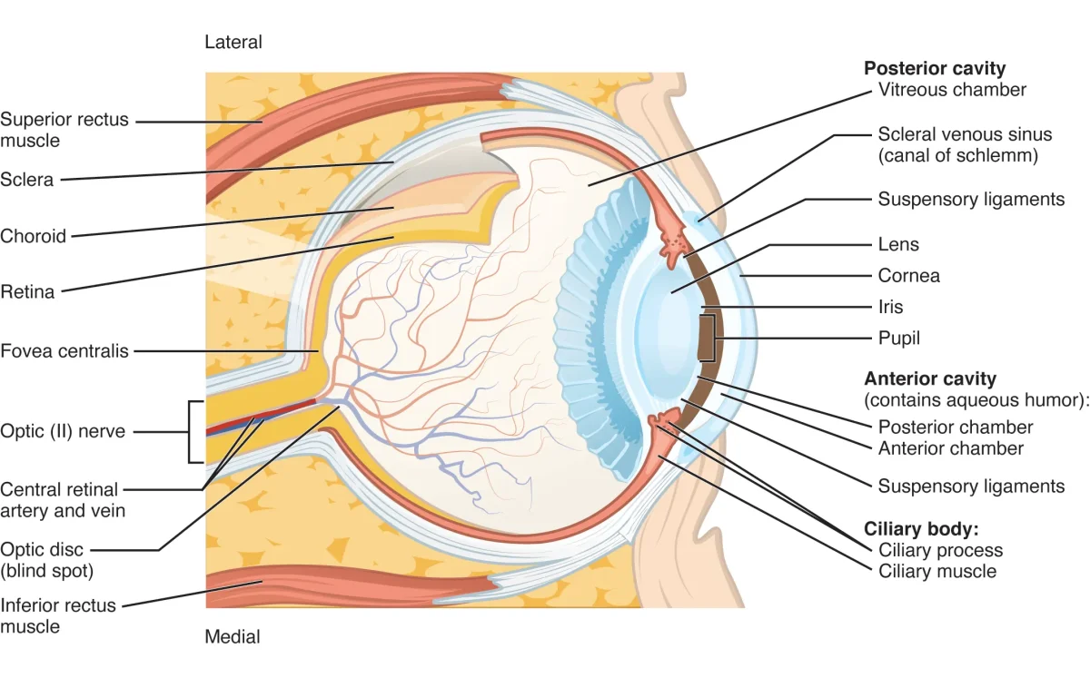 Labeled cross-section of the human eye showing cornea, iris, pupil, lens, ciliary body, vitreous humor, retina, fovea, macula, optic nerve, sclera, and choroid