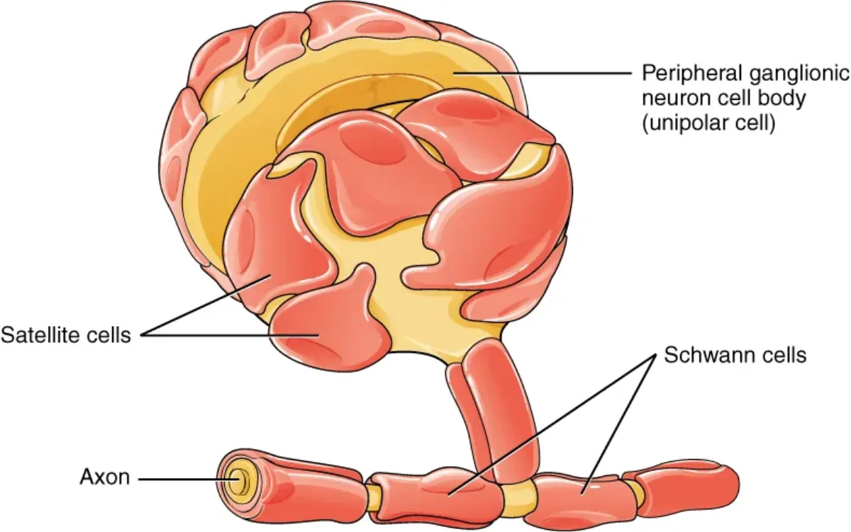 Illustration of PNS glial cells: a Schwann cell wrapping an axon in myelin and satellite cells surrounding a neuron cell body in a ganglion
