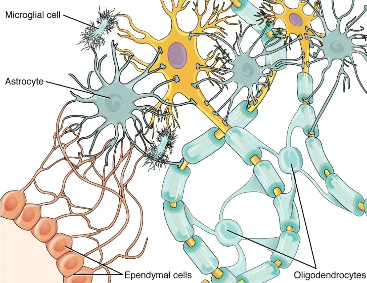 Illustration of the four CNS glial cell types: astrocytes contacting blood vessels and neurons, oligodendrocytes wrapping axons in myelin, microglia in surveillance mode, and ependymal cells lining a ventricle