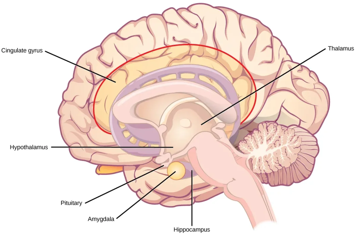 Medial view of the brain highlighting limbic system structures including the hippocampus, amygdala, and cingulate gyrus