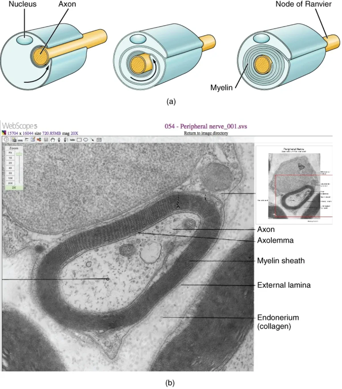 Step-by-step diagram showing how a Schwann cell wraps its membrane around an axon to form the myelin sheath