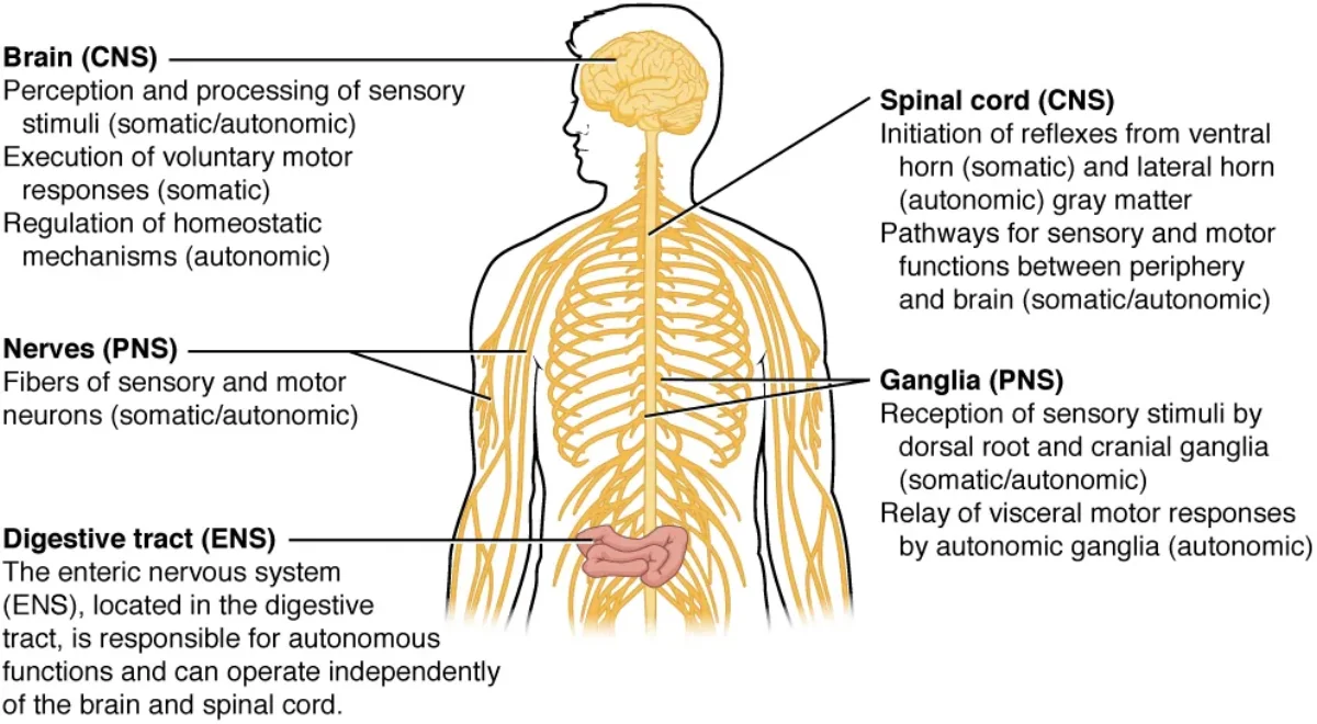 Flowchart showing the nervous system divided into CNS and PNS, with PNS further divided into somatic, autonomic (sympathetic and parasympathetic), and enteric divisions