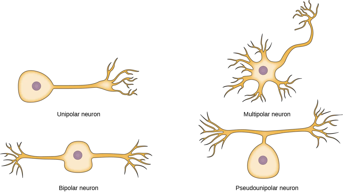 Comparison of unipolar, bipolar, and multipolar neuron structures showing differences in process number and arrangement