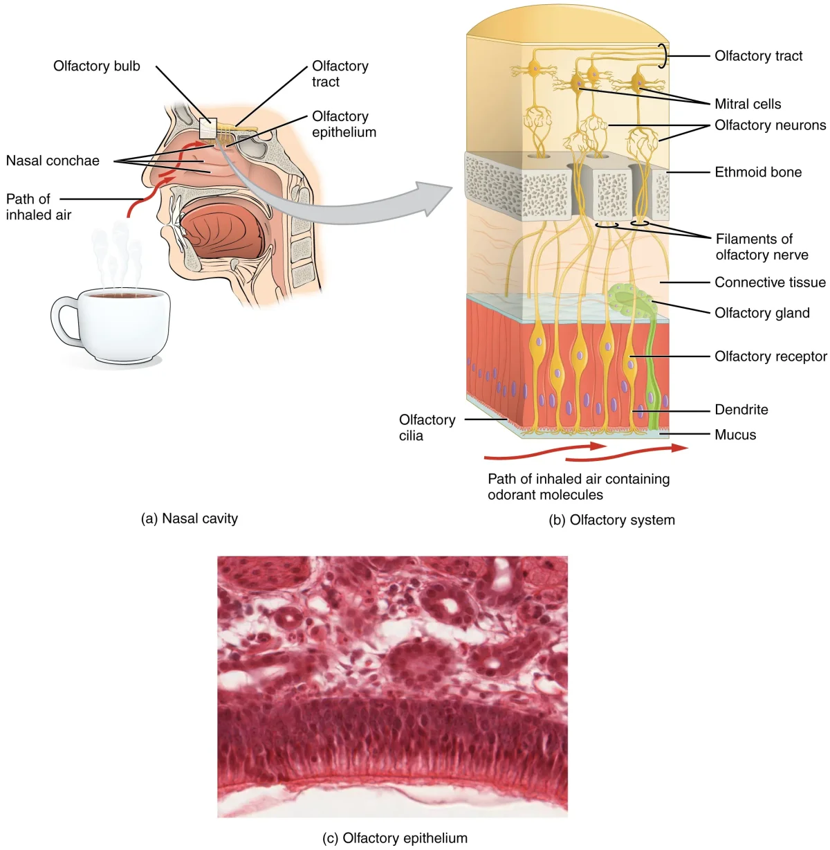 Cross-section of the nose and olfactory system showing the olfactory epithelium at the top of the nasal cavity, olfactory sensory neurons passing through the cribriform plate of the ethmoid bone, and the olfactory bulb with glomeruli projecting to the brain